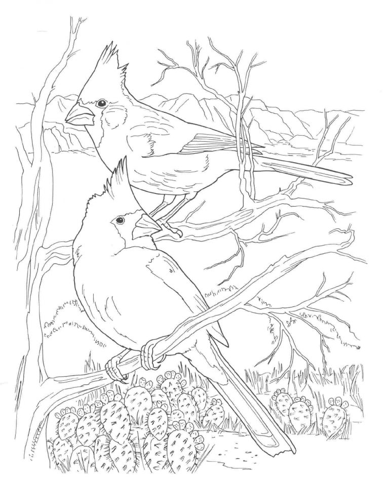 cardinal coloring pages