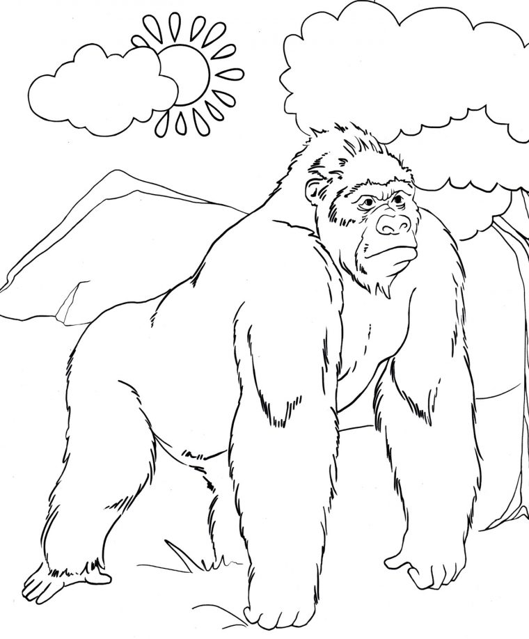 gorilla coloring pages printable