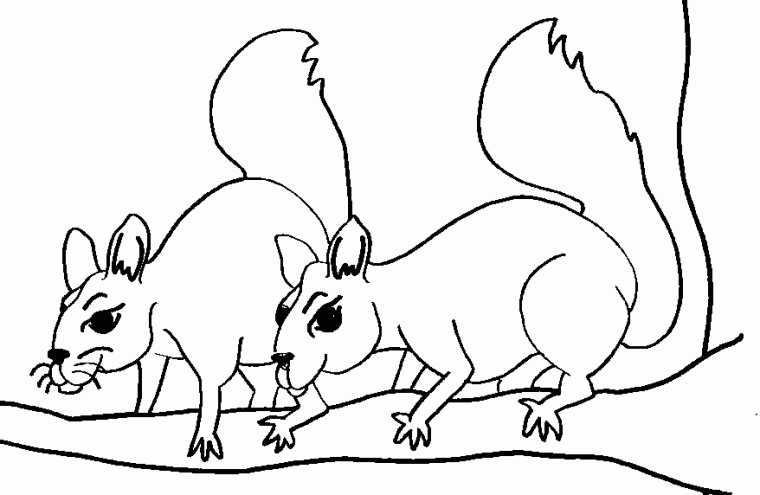 squirrels coloring pages