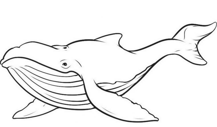 whales coloring pages