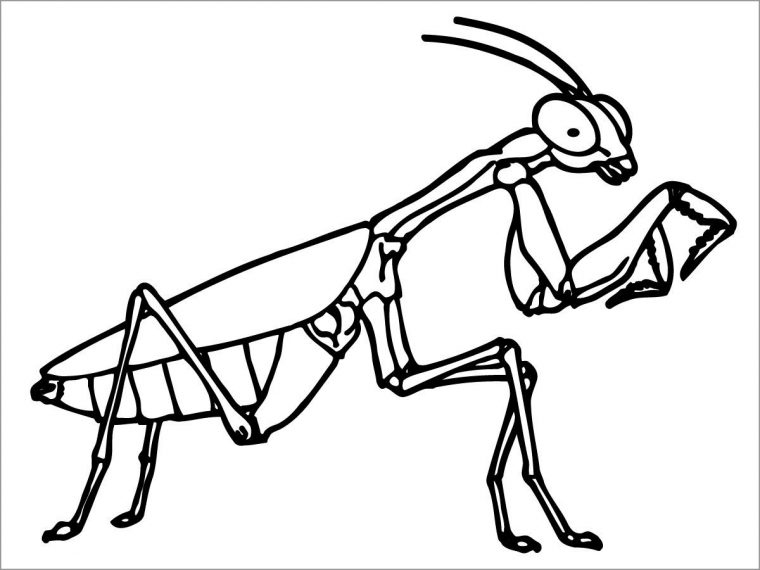 praying mantis coloring page