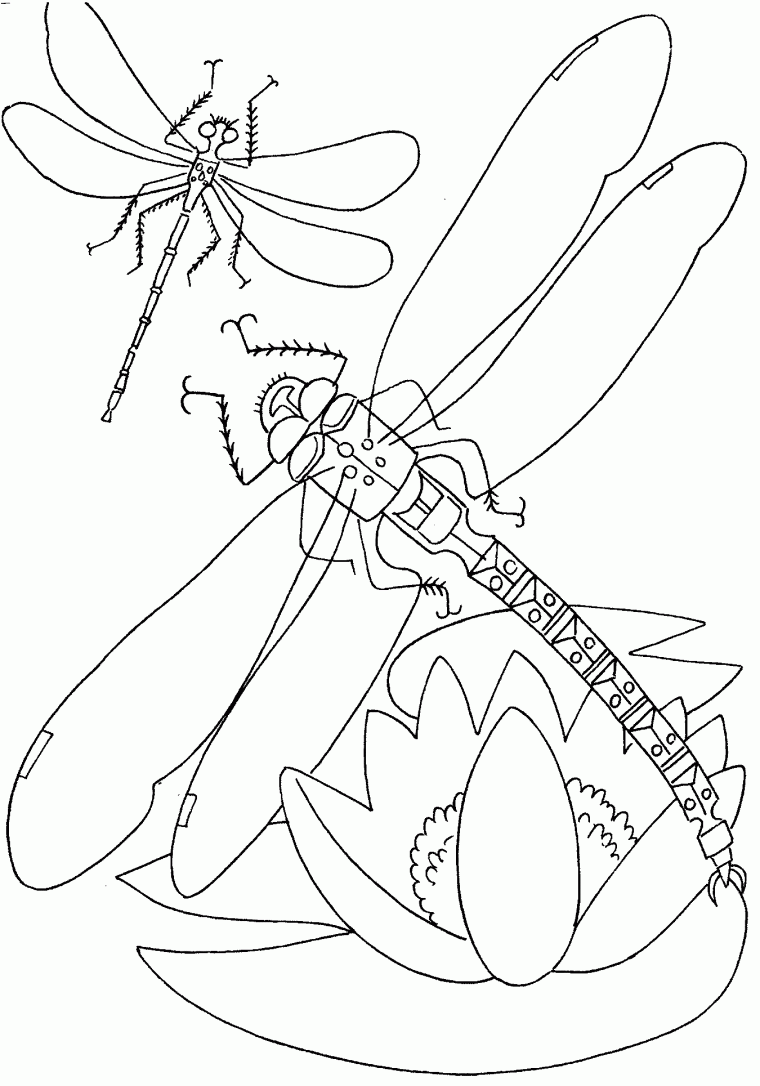 dragon fly coloring page