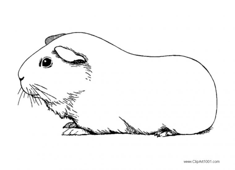 guinea pig coloring page