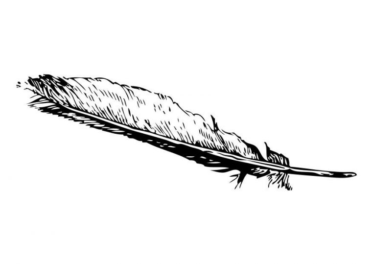 feather coloring page