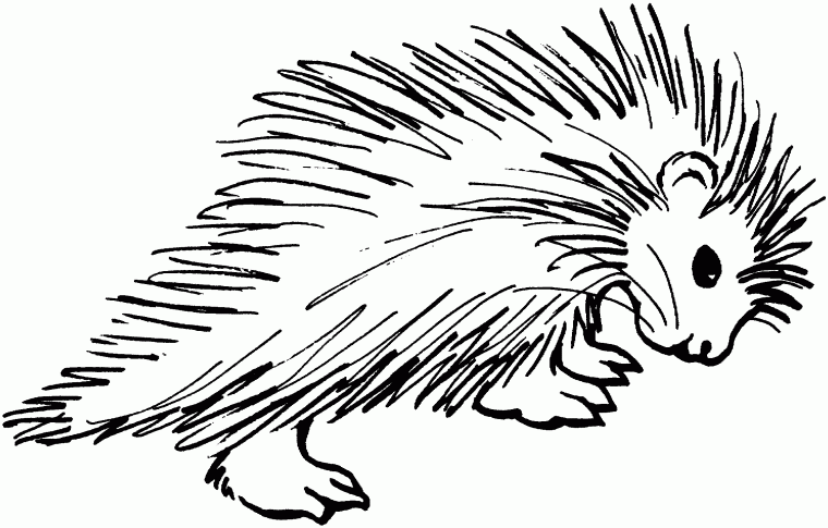 porcupine coloring page