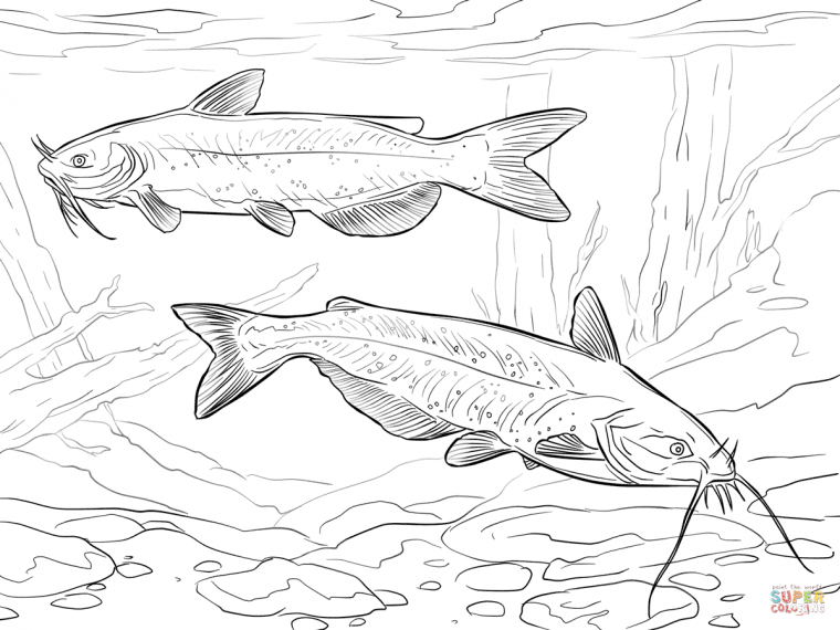 catfish coloring page