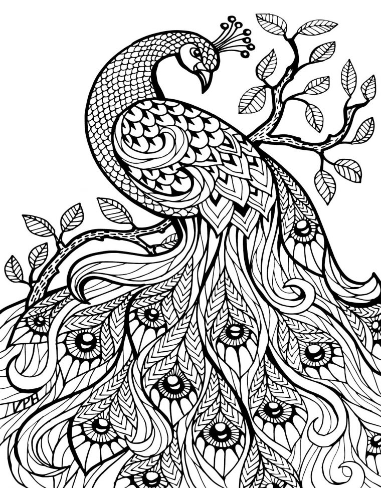 coloring page peacock