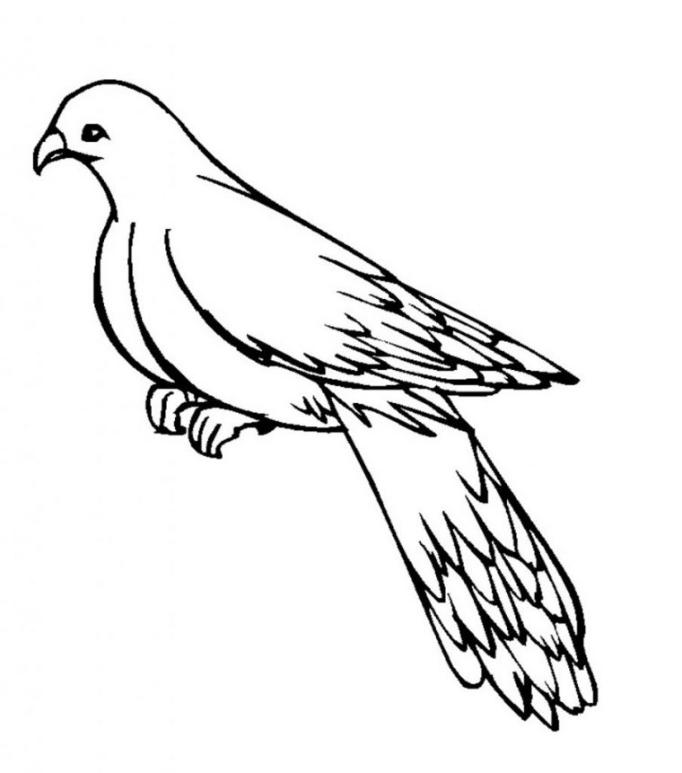 pigeon coloring pages