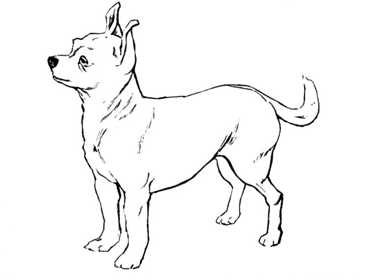 chihuahua coloring page