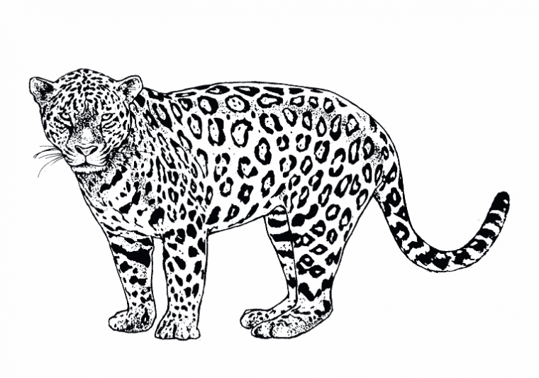 coloring page jaguar