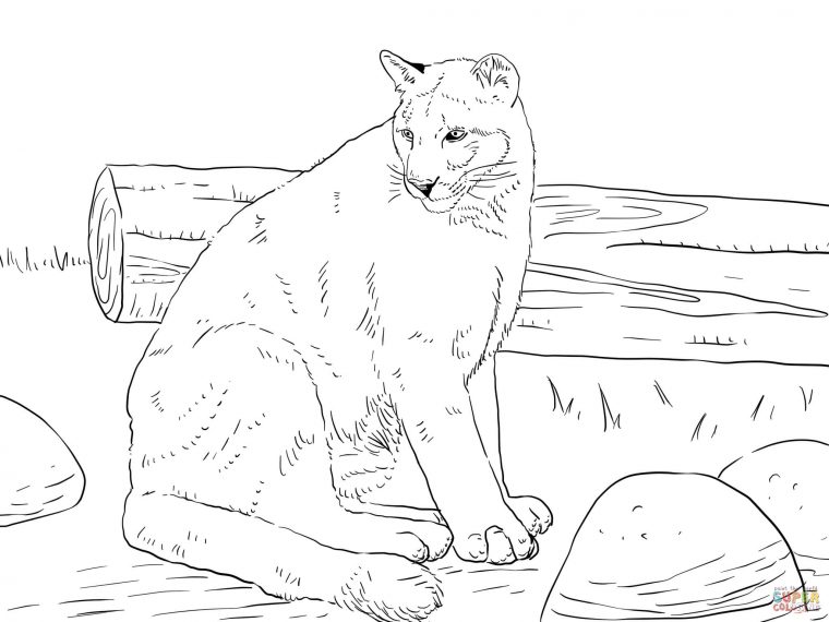 florida panther coloring page