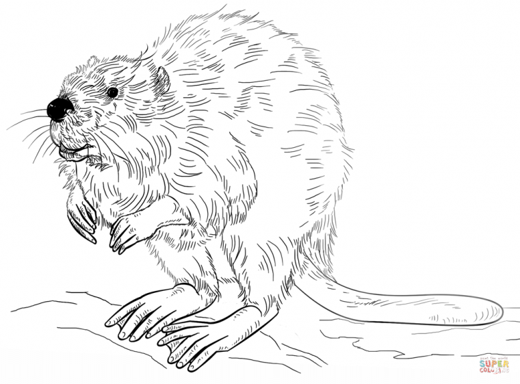 beaver coloring page