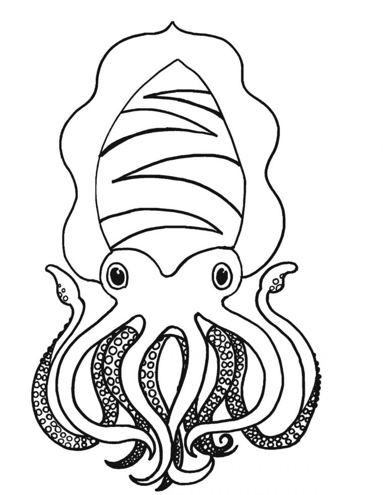 printable squid coloring pages