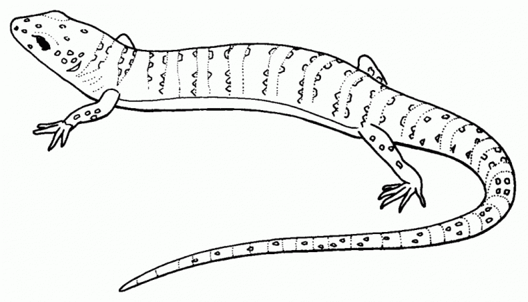 spiderman lizard coloring pages