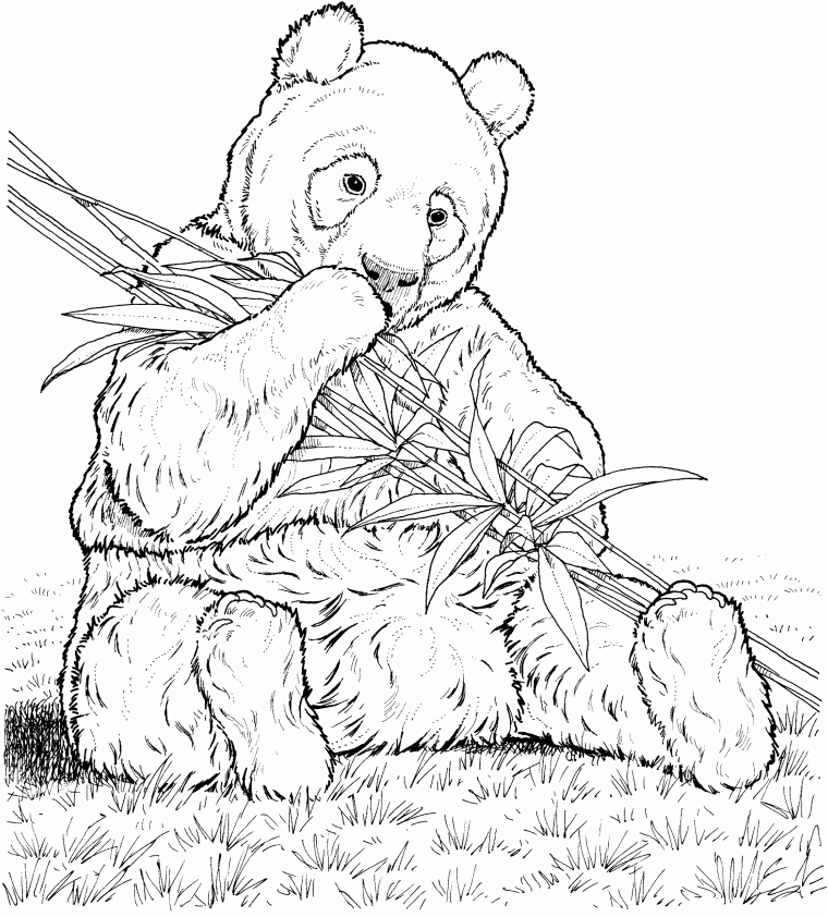 coloring pages panda