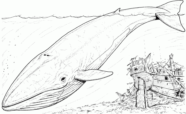 coloring pages whale