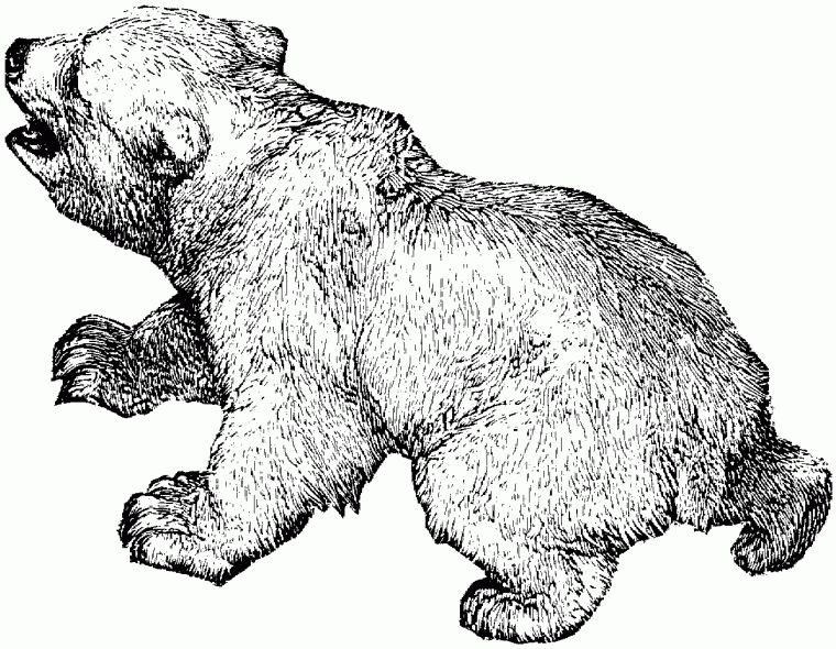 coloring pages bear