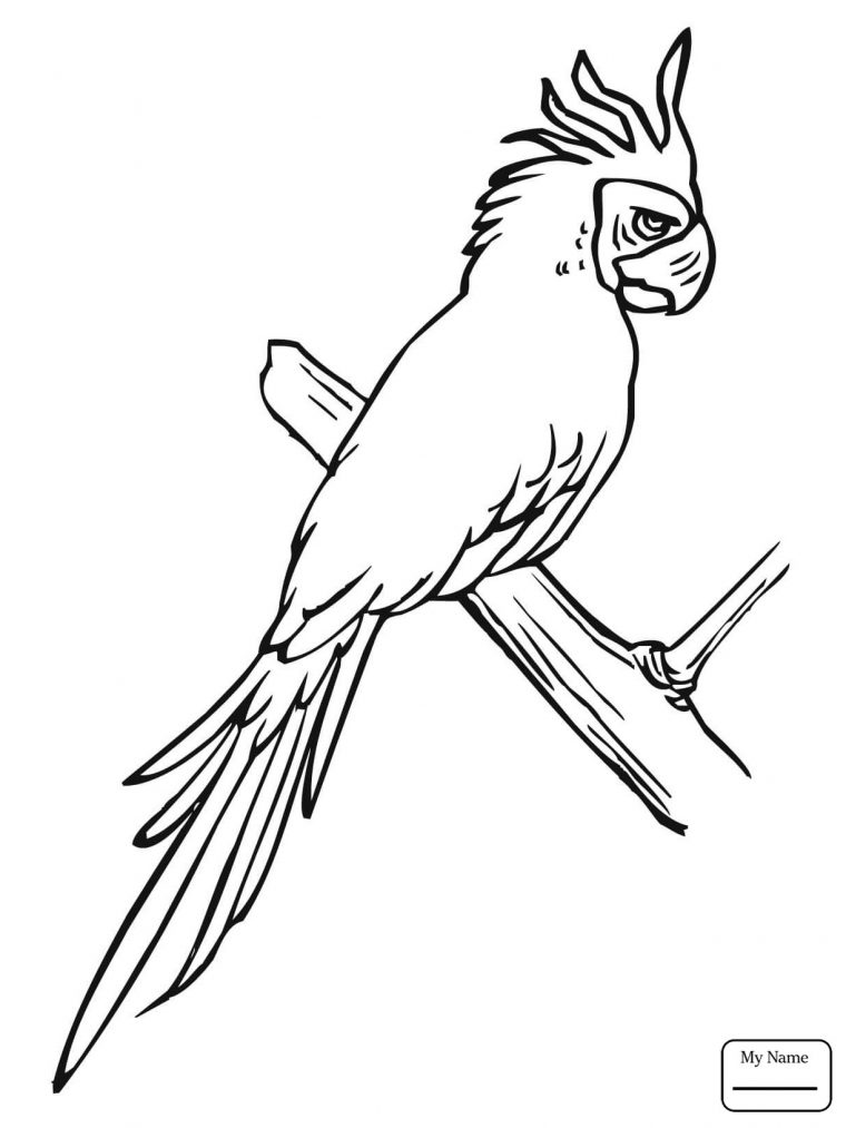 macaw coloring page