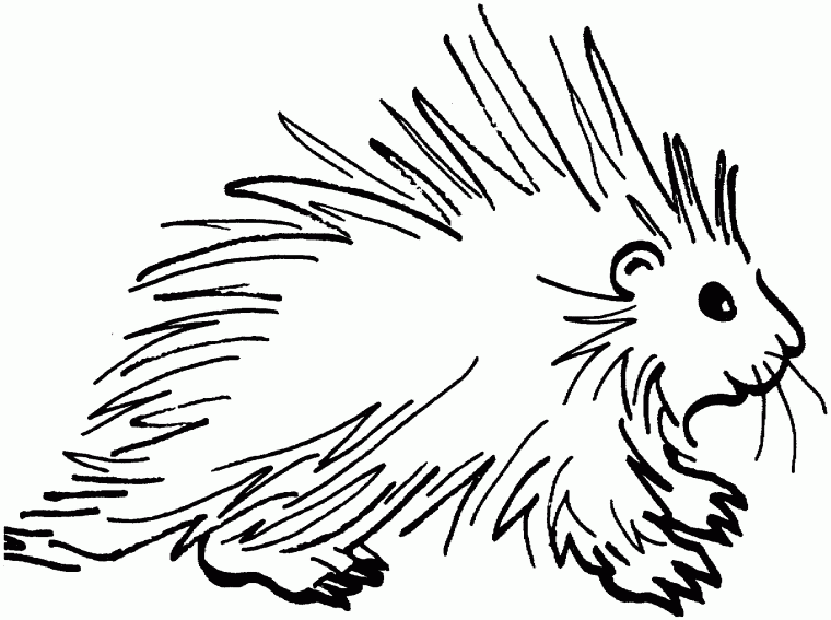 porcupine coloring pages