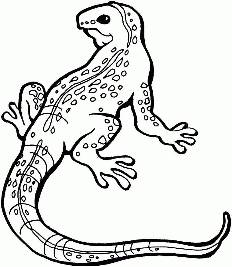 coloring pages lizard