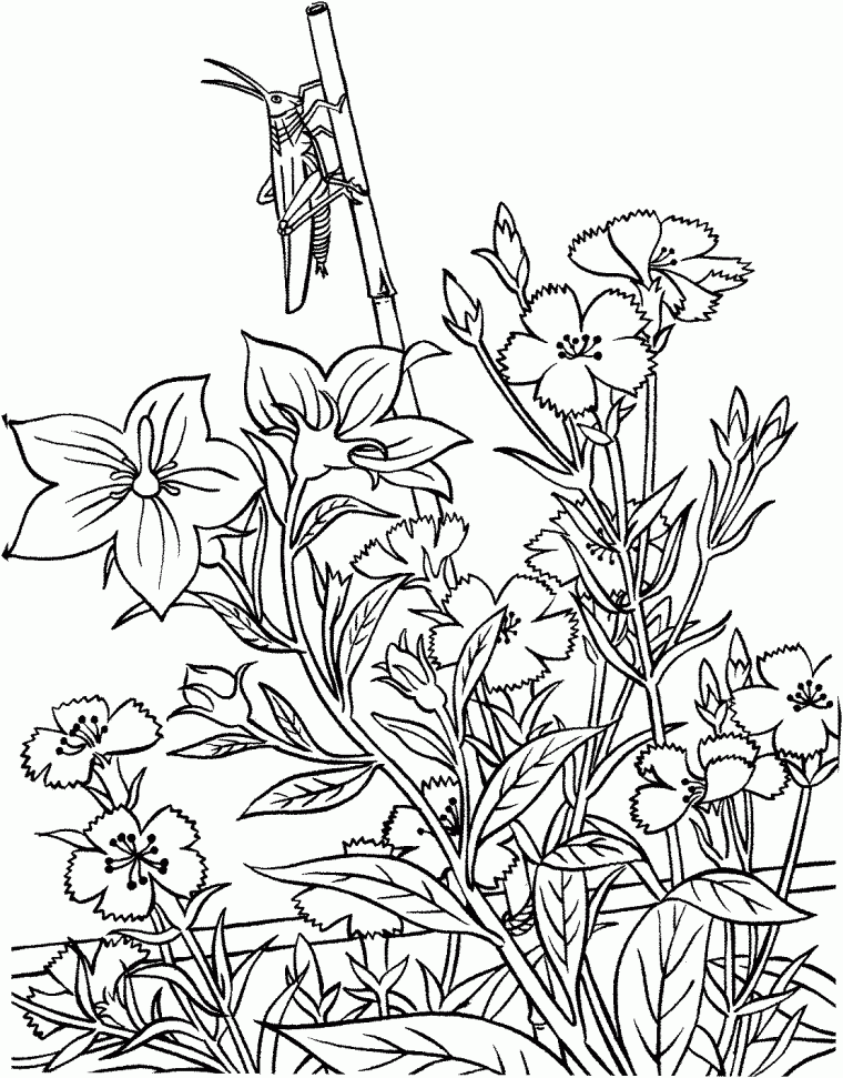 gardening coloring page