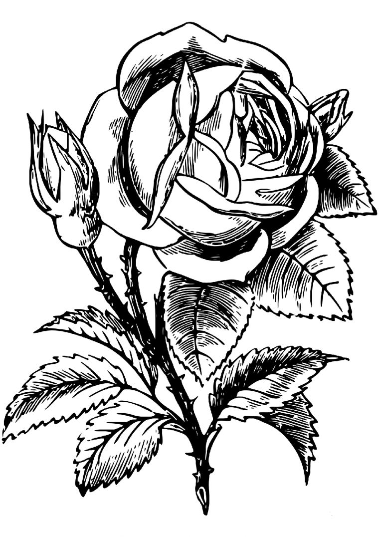rose coloring pages for adults
