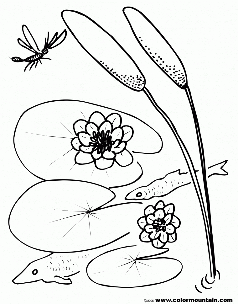 coloring pages of lily pads