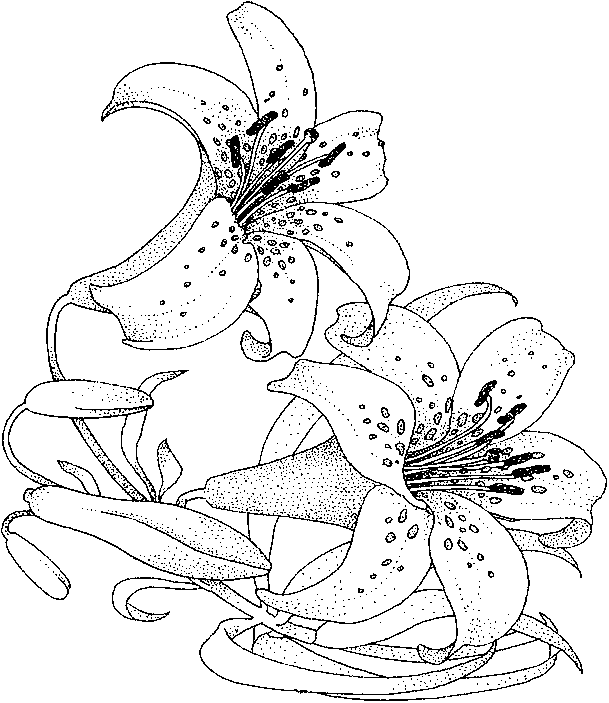lilly coloring page