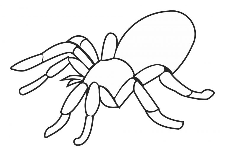 printable spider coloring pages