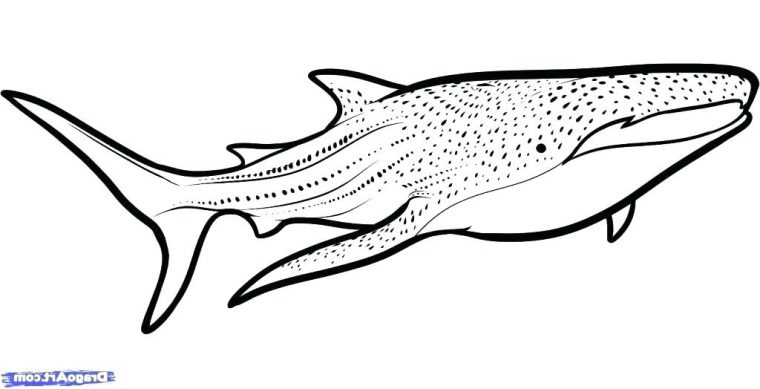 whale shark coloring page