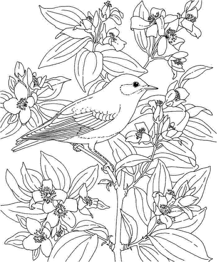 hawaii flower coloring page