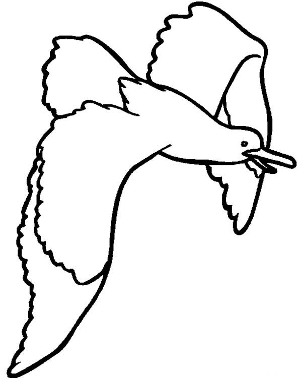 seagull coloring page seagull coloring page