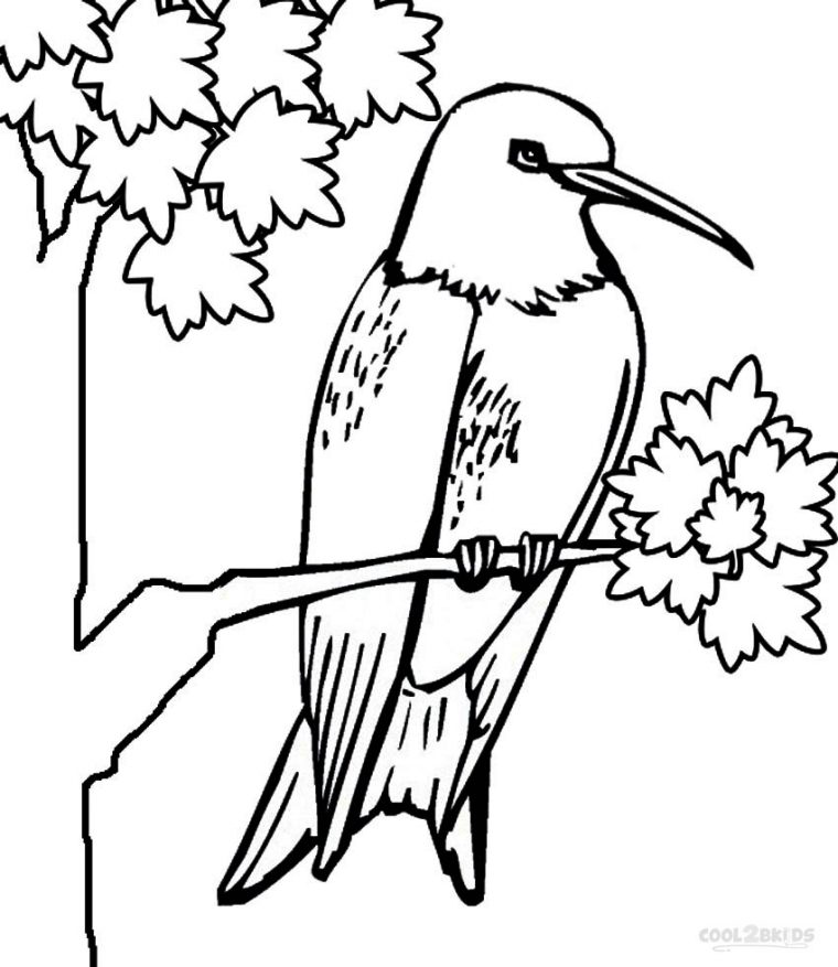 realistic hummingbird coloring page