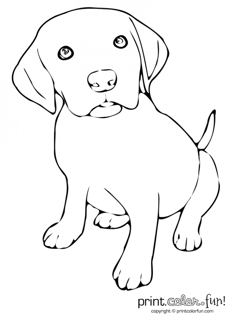 lab puppy coloring pages
