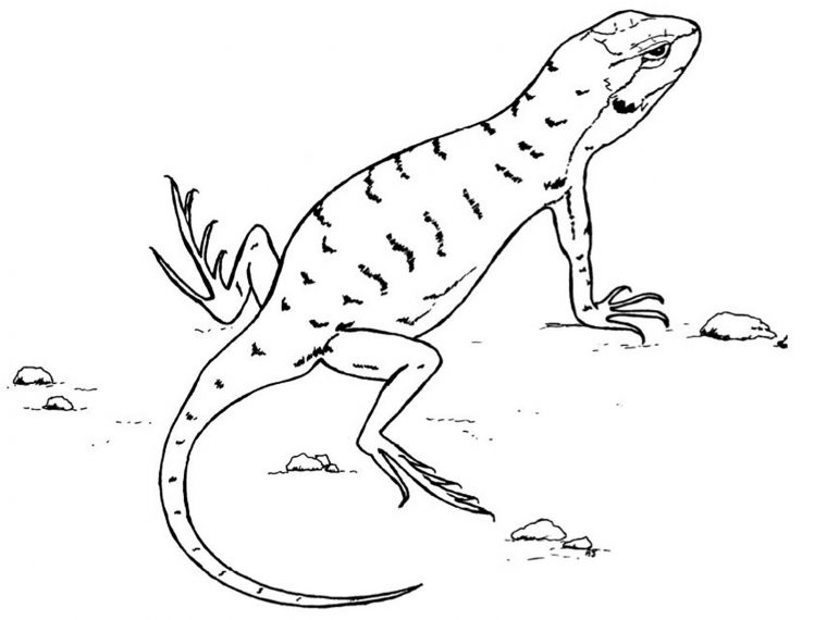 lizards coloring pages lizards coloring pages