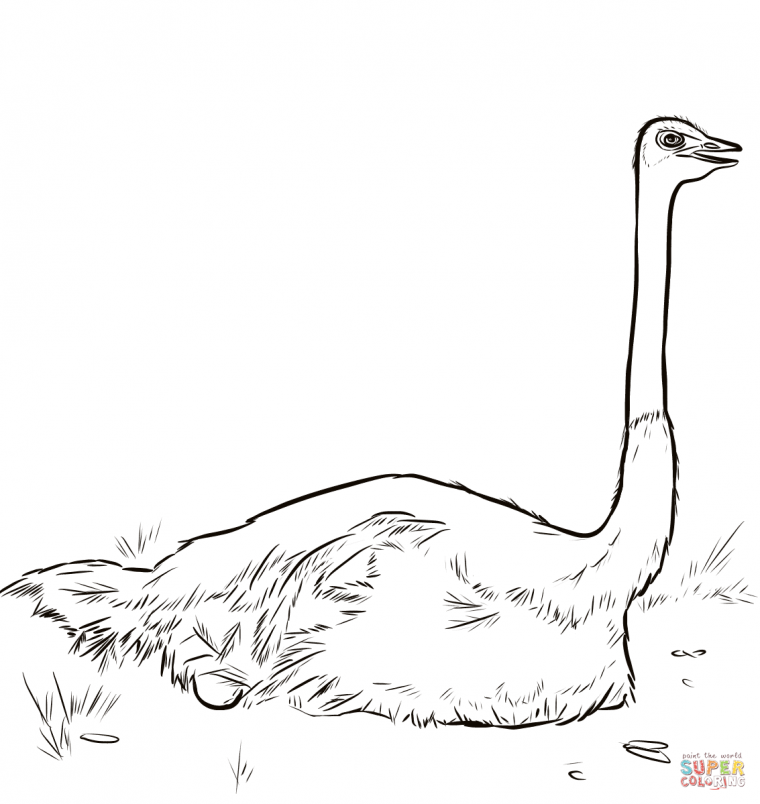 ostrich coloring page