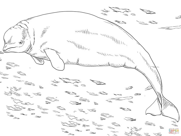 beluga whale coloring page beluga whale coloring page