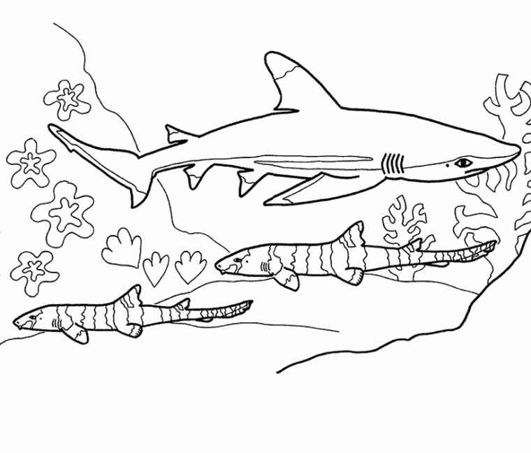 whale shark coloring pages whale shark coloring pages