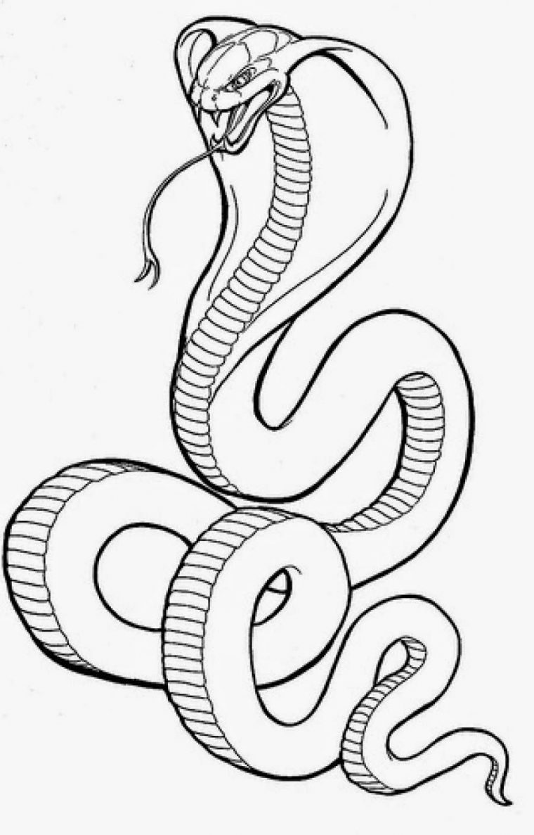 cobra coloring pages cobra coloring pages