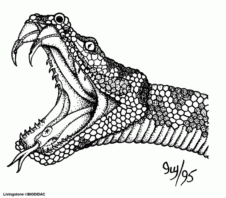 king cobra coloring pages