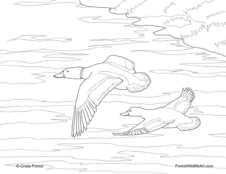 duck hunt coloring pages