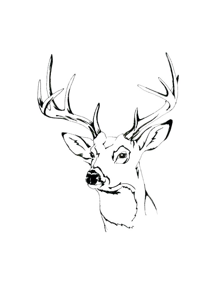 deer head coloring pages deer head coloring pages