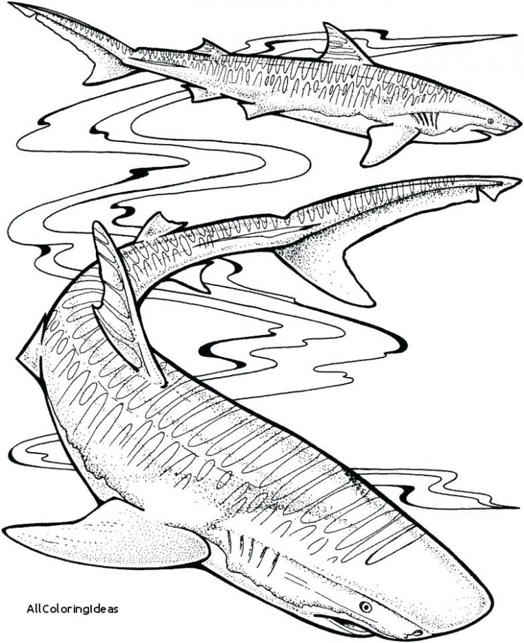 tiger shark coloring page