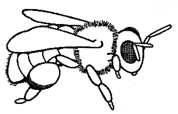 realistic bee coloring pages realistic bee coloring pages