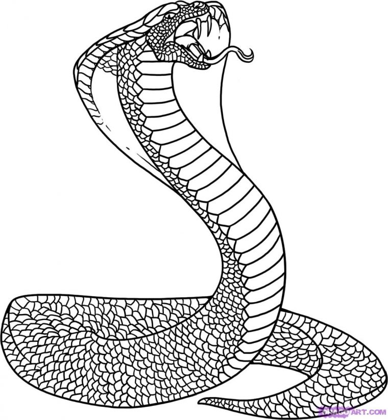 free snake coloring page