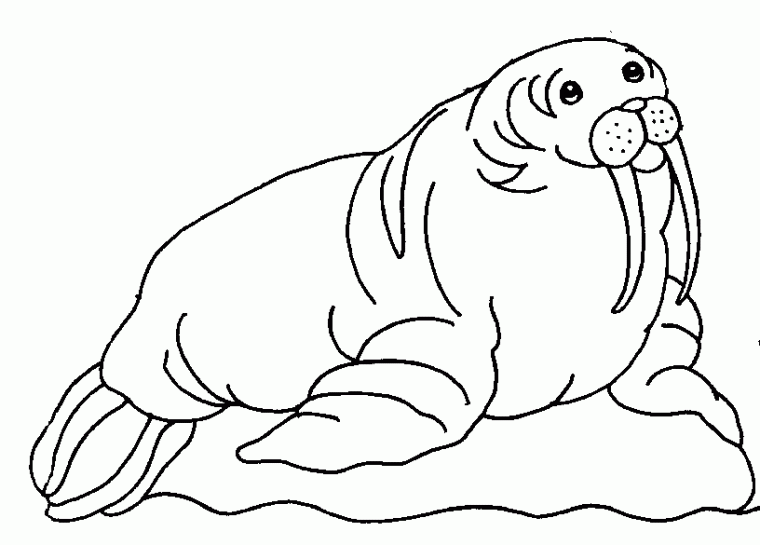 walrus coloring page