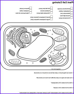 plant and animal cell coloring page answer key plant and animal cell coloring page answer key