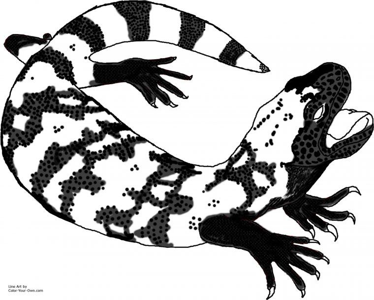 gila monster coloring page