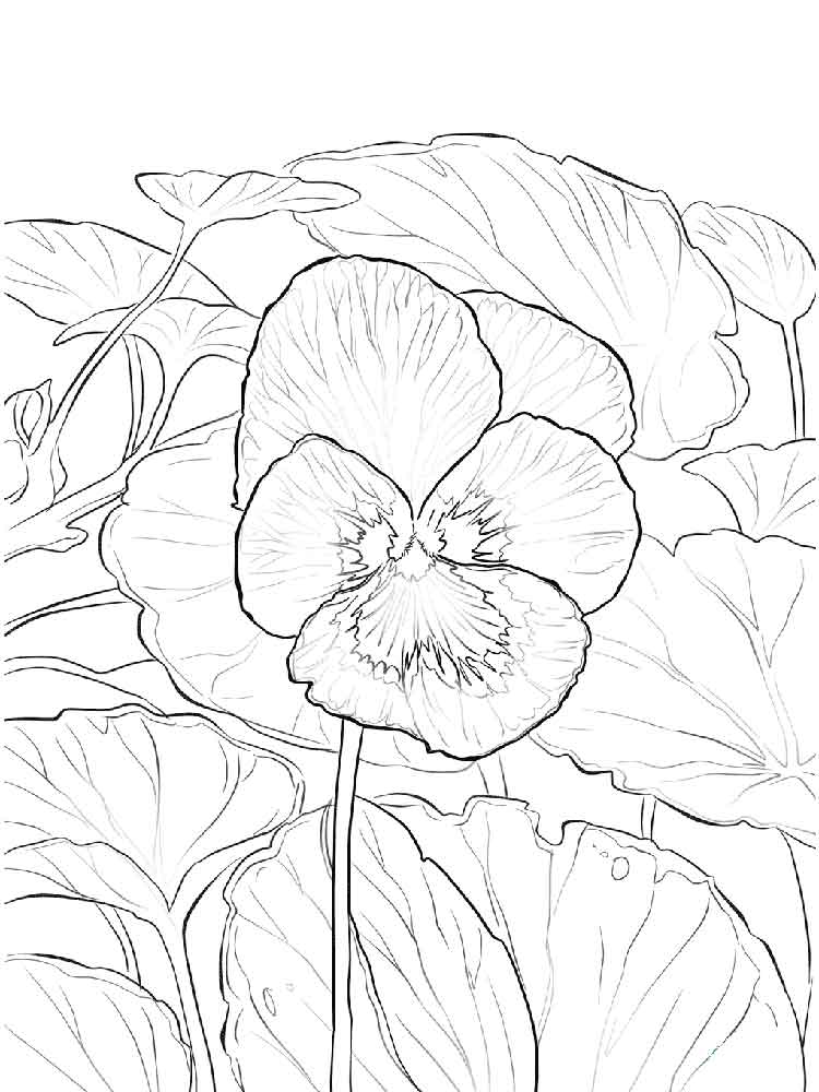 coloring pages of violets