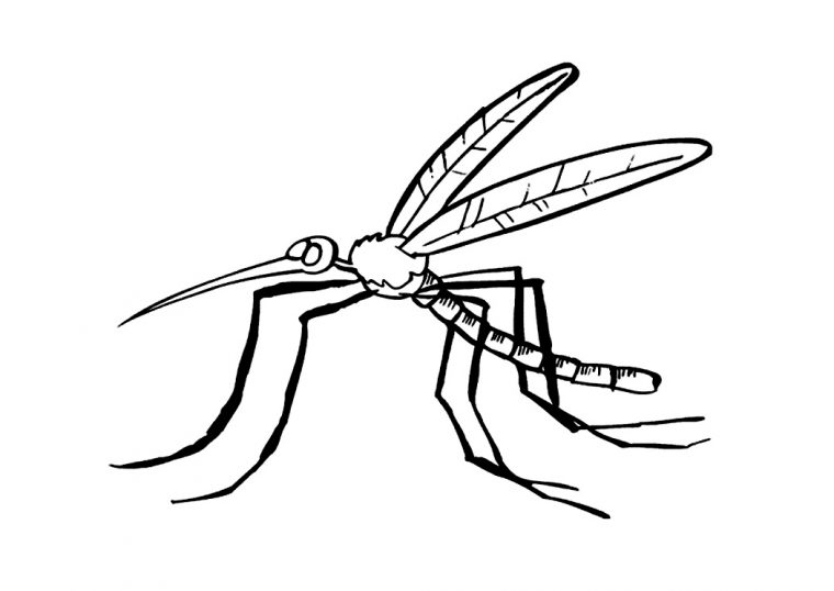 mosquito coloring page